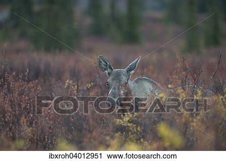Stock Image - Elch (Alces alces), Denali-Nationalpark, Alaska, USA, Nordamerika. Fotosearch
