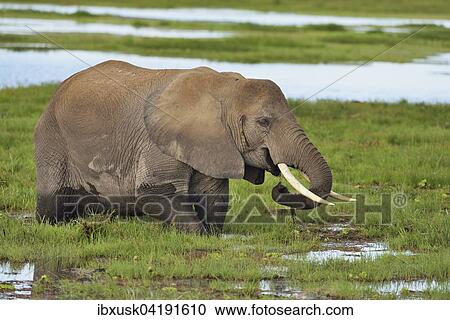 Stock Image - Elefant (Loxodonta africana), steht im Sumpf und frisst Gras, Amboseli Nationalpark, Kenia, Afrika. Fotosearch