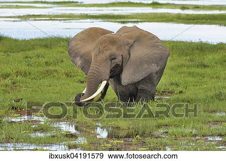 Elefant (Loxodonta africana), steht im Sumpf und frisst Gras, Amboseli Nationalpark, Kenia, Afrika View Large Photo Image Stock Photo - Elefant (Loxodonta africana), steht im Sumpf und frisst Gras, Amboseli Nationalpark, Kenia, Afrika. Fotosearch