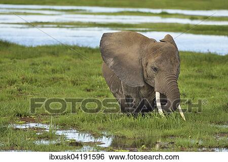 Elefant (Loxodonta africana), steht im Sumpf und frisst Gras, Amboseli Nationalpark, Kenia, Afrika View Large Photo Image Stock Photograph - Elefant (Loxodonta africana), steht im Sumpf und frisst Gras, Amboseli Nationalpark, Kenia, Afrika. Fotosearch