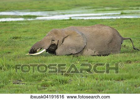 Elefant (Loxodonta africana), steht im Sumpf und frisst Gras, Amboseli Nationalpark, Kenia, Afrika View Large Photo Image Stock Photograph - Elefant (Loxodonta africana), steht im Sumpf und frisst Gras, Amboseli Nationalpark, Kenia, Afrika. Fotosearch