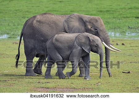 Elefant (Loxodonta africana), weiblich, mit Jungtier durchquert Sumpfgebiet, Amboseli Nationalpark, Kenia, Afrika View Large Photo Image Stock Image - Elefant (Loxodonta africana), weiblich, mit Jungtier durchquert Sumpfgebiet, Amboseli Nationalpark, Kenia, Afrika. Fotosearch