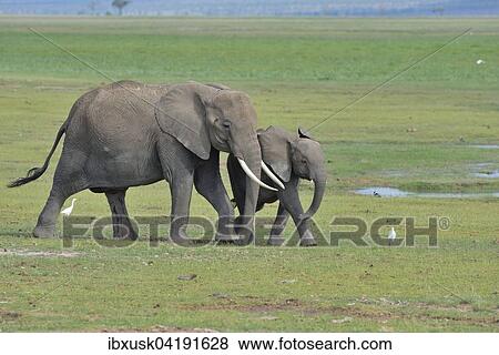 Elefant (Loxodonta africana), weiblich, mit Jungtier durchquert Sumpfgebiet, Amboseli Nationalpark, Kenia, Afrika View Large Photo Image Stock Photo - Elefant (Loxodonta africana), weiblich, mit Jungtier durchquert Sumpfgebiet, Amboseli Nationalpark, Kenia, Afrika. Fotosearch