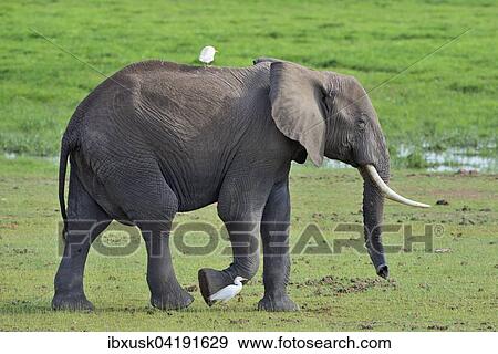 Stock Photo - Elefant (Loxodonta africana), weiblich, durchquert Sumpfgebiet, Amboseli Nationalpark, Kenia, Afrika. Fotosearch