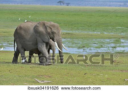 Elefant Loxodonta Africana Weiblich Mit Jungtier Durchquert Sumpfgebiet Amboseli Nationalpark Kenia Afrika Stock Photograph Ibxusk Fotosearch