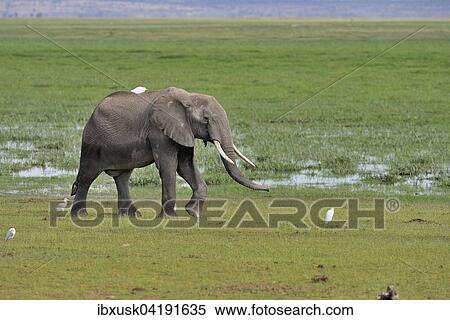 Elefant (Loxodonta africana), weiblich, durchquert Sumpfgebiet, Amboseli Nationalpark, Kenia, Afrika View Large Photo Image Stock Photography - Elefant (Loxodonta africana), weiblich, durchquert Sumpfgebiet, Amboseli Nationalpark, Kenia, Afrika. Fotosearch