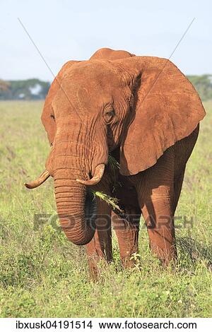 Elefantenbulle (Loxodonta africana) im Morgenlicht, von roter Erde gefarbt, Tsavo West, Kenia, Afrika View Large Photo Image Picture - Elefantenbulle (Loxodonta africana) im Morgenlicht, von roter Erde gefarbt, Tsavo West, Kenia, Afrika. Fotosearch