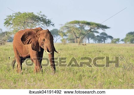 Elefantenbulle (Loxodonta africana) im Morgenlicht, von roter Erde gefarbt, Tsavo West, Kenia, Afrika View Large Photo Image Stock Image - Elefantenbulle (Loxodonta africana) im Morgenlicht, von roter Erde gefarbt, Tsavo West, Kenia, Afrika. Fotosearch