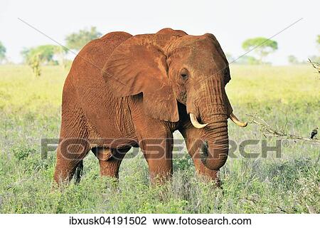 Elefantenbulle (Loxodonta africana) im Morgenlicht, von roter Erde gefarbt, Tsavo West, Kenia, Afrika View Large Photo Image Stock Image - Elefantenbulle (Loxodonta africana) im Morgenlicht, von roter Erde gefarbt, Tsavo West, Kenia, Afrika. Fotosearch