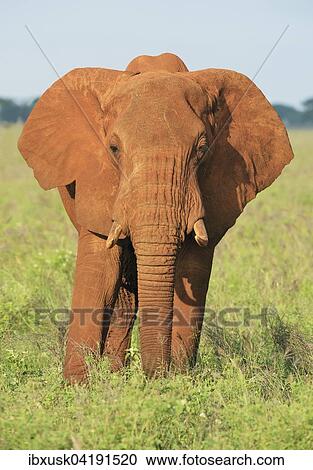 Elefantenbulle (Loxodonta africana) im Morgenlicht, von roter Erde gefarbt, Tsavo West, Kenia, Afrika View Large Photo Image Stock Image - Elefantenbulle (Loxodonta africana) im Morgenlicht, von roter Erde gefarbt, Tsavo West, Kenia, Afrika. Fotosearch
