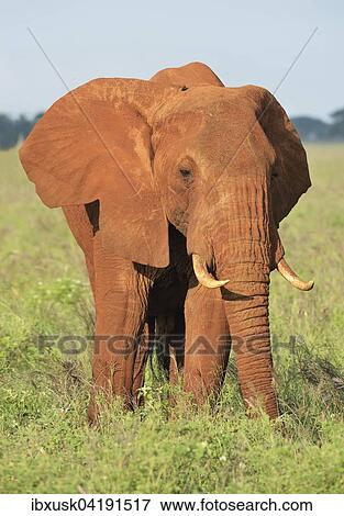 Elefantenbulle (Loxodonta africana) im Morgenlicht, von roter Erde gefarbt, Tsavo West, Kenia, Afrika View Large Photo Image Stock Photo - Elefantenbulle (Loxodonta africana) im Morgenlicht, von roter Erde gefarbt, Tsavo West, Kenia, Afrika. Fotosearch
