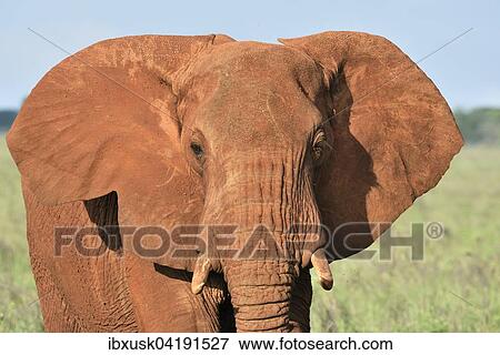 Elefantenbulle (Loxodonta africana) im Morgenlicht, von roter Erde gefarbt, Tsavo West, Kenia, Afrika View Large Photo Image Stock Photo - Elefantenbulle (Loxodonta africana) im Morgenlicht, von roter Erde gefarbt, Tsavo West, Kenia, Afrika. Fotosearch