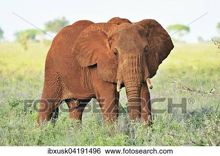 Elefantenbulle (Loxodonta africana) im Morgenlicht, von roter Erde gefarbt, Tsavo West, Kenia, Afrika View Large Photo Image Stock Photograph - Elefantenbulle (Loxodonta africana) im Morgenlicht, von roter Erde gefarbt, Tsavo West, Kenia, Afrika. Fotosearch