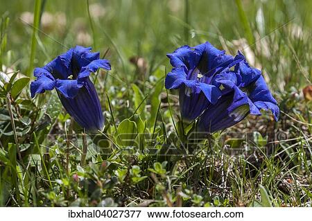 Enzian (Gentiana), Monte Gambarogno, Tessin, Schweiz, Europa View Large Photo Image Stock Photo - Enzian (Gentiana), Monte Gambarogno, Tessin, Schweiz, Europa. Fotosearch