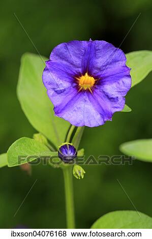 Stock Photo - Enzianstrauch (Solanum rantonnetii), Blute, Deutschland, Europa. Fotosearch