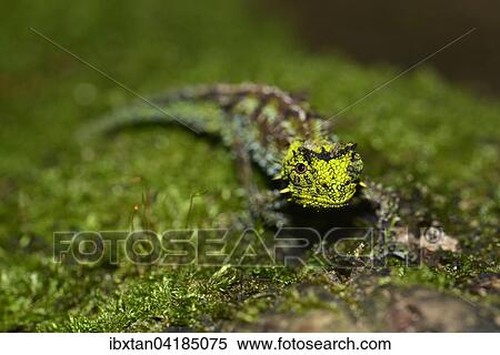 Erdchamaleon-Art (Brookesia vadoni), Mannchen in den Regenwaldern des Marojejy Nationalparks, Madagaskar, Afrika View Large Photo Image Stock Photography - Erdchamaleon-Art (Brookesia vadoni), Mannchen in den Regenwaldern des Marojejy Nationalparks, Madagaskar, Afrika. Fotosearch
