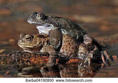 Erdkrote (Bufo bufo) wird von einem Grasfrosch (Rana temporaria) umklammert, Nordrhein-Westfalen, Deutschland, Europa View Large Photo Image Stock Image - Erdkrote (Bufo bufo) wird von einem Grasfrosch (Rana temporaria) umklammert, Nordrhein-Westfalen, Deutschland, Europa. Fotosearch