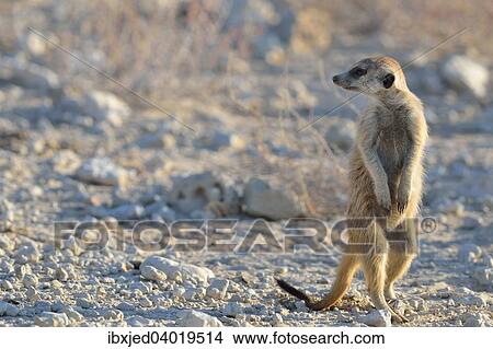 Erdmannchen (Suricata suricatta), aufmerksam, auf einer Schotterstrasse, Kgalagadi-Transfrontier-Nationalpark, Provinz Nordkap, Sudafrika, Afrika View Large Photo Image Picture - Erdmannchen (Suricata suricatta), aufmerksam, auf einer Schotterstrasse, Kgalagadi-Transfrontier-Nationalpark, Provinz Nordkap, Sudafrika, Afrika. Fotosearch