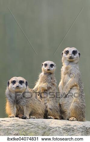 Erdmannchen (Suricata suricatta), Vorkommen Afrika, captive, Baden-Wurttemberg, Deutschland, Europa View Large Photo Image Stock Image - Erdmannchen (Suricata suricatta), Vorkommen Afrika, captive, Baden-Wurttemberg, Deutschland, Europa. Fotosearch