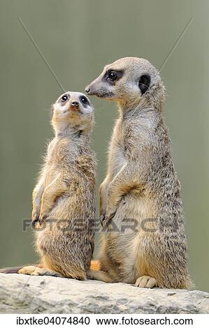 Stock Image - Erdmannchen (Suricata suricatta), Vorkommen Afrika, captive, Baden-Wurttemberg, Deutschland, Europa. Fotosearch