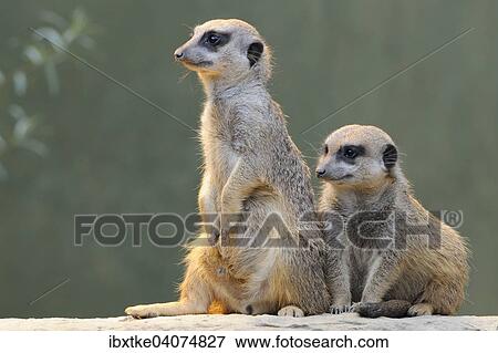 Stock Photo - Erdmannchen (Suricata suricatta), Vorkommen Afrika, captive, Baden-Wurttemberg, Deutschland, Europa. Fotosearch
