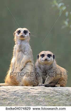 Stock Photo - Erdmannchen (Suricata suricatta), Vorkommen Afrika, captive, Baden-Wurttemberg, Deutschland, Europa. Fotosearch