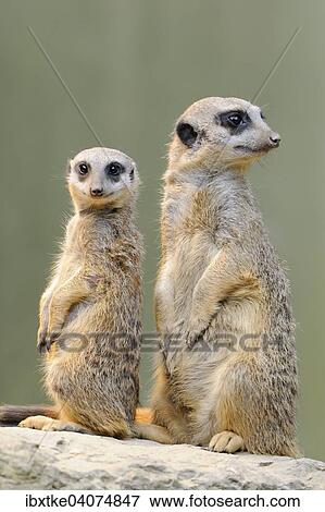 Erdmannchen (Suricata suricatta), Vorkommen Afrika, captive, Baden-Wurttemberg, Deutschland, Europa View Large Photo Image Stock Photo - Erdmannchen (Suricata suricatta), Vorkommen Afrika, captive, Baden-Wurttemberg, Deutschland, Europa. Fotosearch