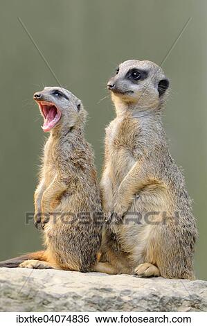 Erdmannchen (Suricata suricatta), Vorkommen Afrika, captive, Baden-Wurttemberg, Deutschland, Europa View Large Photo Image Stock Photograph - Erdmannchen (Suricata suricatta), Vorkommen Afrika, captive, Baden-Wurttemberg, Deutschland, Europa. Fotosearch