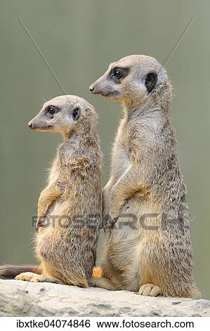 Stock Photograph - Erdmannchen (Suricata suricatta), Vorkommen Afrika, captive, Baden-Wurttemberg, Deutschland, Europa. Fotosearch