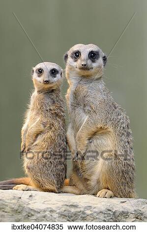Stock Photography - Erdmannchen (Suricata suricatta), Vorkommen Afrika, captive, Baden-Wurttemberg, Deutschland, Europa. Fotosearch