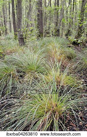 Erlen (Alnus sp. ), Erlenbruch mit Sumpf-Seggen (Carex acutiformis), Darsser Wald, Nationalpark Vorpommersche Boddenlandschaft, Mecklenburg-Vorpommern, Deutschland, Europa View Large Photo Image Stock Image - Erlen (Alnus sp. ), Erlenbruch mit Sumpf-Seggen (Carex acutiformis), Darsser Wald, Nationalpark Vorpommersche Boddenlandschaft, Mecklenburg-Vorpommern, Deutschland, Europa. Fotosearch