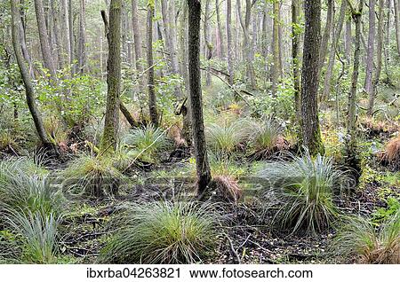 Erlen (Alnus sp. ), Erlenbruch mit Sumpf-Seggen (Carex acutiformis), Darsser Wald, Nationalpark Vorpommersche Boddenlandschaft, Mecklenburg-Vorpommern, Deutschland, Europa View Large Photo Image Stock Image - Erlen (Alnus sp. ), Erlenbruch mit Sumpf-Seggen (Carex acutiformis), Darsser Wald, Nationalpark Vorpommersche Boddenlandschaft, Mecklenburg-Vorpommern, Deutschland, Europa. Fotosearch