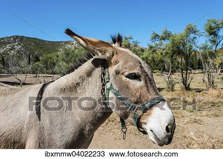 Stock Image - Esel (Equus africanus asinus), Korsika, Frankreich, Europa. Fotosearch