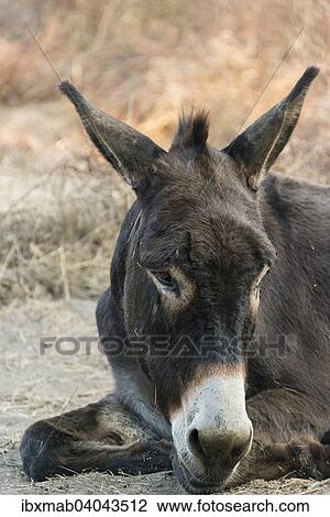 Esel (Equus africanus asinus), Corse-du-Sud, Korsika, Frankreich, Europa View Large Photo Image Stock Image - Esel (Equus africanus asinus), Corse-du-Sud, Korsika, Frankreich, Europa. Fotosearch