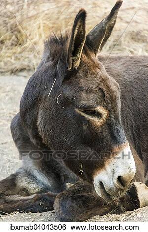 Esel (Equus africanus asinus), Corse-du-Sud, Korsika, Frankreich, Europa View Large Photo Image Stock Photograph - Esel (Equus africanus asinus), Corse-du-Sud, Korsika, Frankreich, Europa. Fotosearch