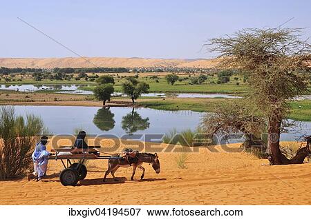 Eselkarren wird durch den weichen Sand geschoben, Moudjeria, Region Tagant, Mauretanien, Afrika View Large Photo Image Stock Photo - Eselkarren wird durch den weichen Sand geschoben, Moudjeria, Region Tagant, Mauretanien, Afrika. Fotosearch