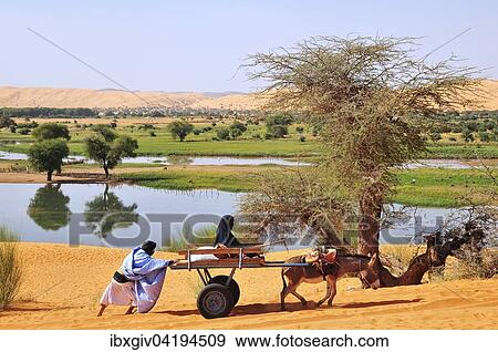 Eselkarren wird durch den weichen Sand geschoben, Moudjeria, Region Tagant, Mauretanien, Afrika View Large Photo Image Stock Photo - Eselkarren wird durch den weichen Sand geschoben, Moudjeria, Region Tagant, Mauretanien, Afrika. Fotosearch