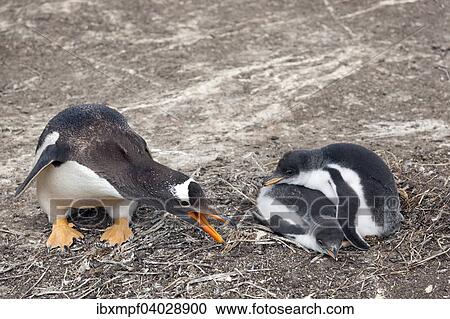 Eselspinguin (Pygoscelis papua) mit Kuken, Sealion Island, Falklandinseln, Sudamerika View Large Photo Image Stock Image - Eselspinguin (Pygoscelis papua) mit Kuken, Sealion Island, Falklandinseln, Sudamerika. Fotosearch