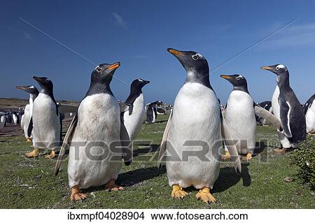Eselspinguine (Pygoscelis papua), Sealion Island, Falklandinseln, Sudamerika View Large Photo Image Picture - Eselspinguine (Pygoscelis papua), Sealion Island, Falklandinseln, Sudamerika. Fotosearch