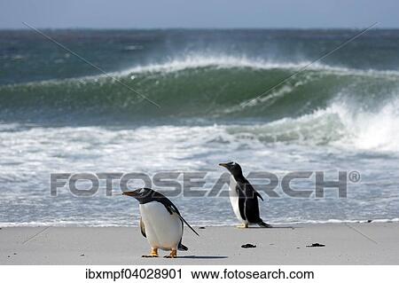 Eselspinguine (Pygoscelis papua), Volunteer Point, Ostfalkland, Falklandinseln, Sudamerika View Large Photo Image Stock Image - Eselspinguine (Pygoscelis papua), Volunteer Point, Ostfalkland, Falklandinseln, Sudamerika. Fotosearch
