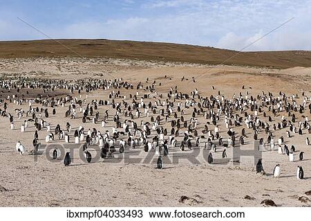 Eselspinguine (Pygoscelis papua), Saunders Island, Falklandinseln, Sudamerika View Large Photo Image Stock Image - Eselspinguine (Pygoscelis papua), Saunders Island, Falklandinseln, Sudamerika. Fotosearch