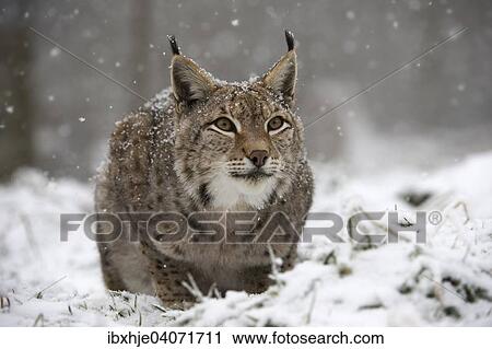 Eurasischer Luchs oder Nordluchs (Lynx lynx), Nationalpark Bayrischer Wald, Bayern, Deutschland, Europa View Large Photo Image Stock Image - Eurasischer Luchs oder Nordluchs (Lynx lynx), Nationalpark Bayrischer Wald, Bayern, Deutschland, Europa. Fotosearch