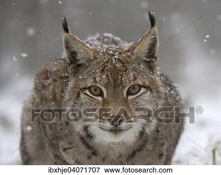 Eurasischer Luchs oder Nordluchs (Lynx lynx), Nationalpark Bayrischer Wald, Bayern, Deutschland, Europa View Large Photo Image Stock Photo - Eurasischer Luchs oder Nordluchs (Lynx lynx), Nationalpark Bayrischer Wald, Bayern, Deutschland, Europa. Fotosearch