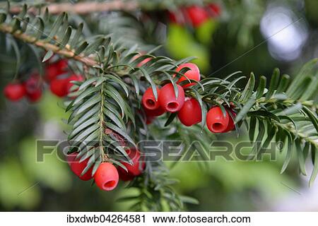 Europaische Eibe mit roten Fruchten, Gemeine Eibe (Taxus baccata), Deutschland, Europa View Large Photo Image Stock Image - Europaische Eibe mit roten Fruchten, Gemeine Eibe (Taxus baccata), Deutschland, Europa. Fotosearch