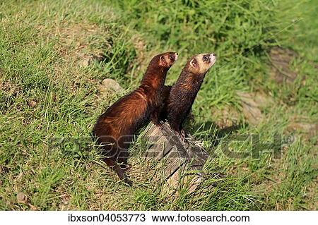 Europaische Iltisse (Mustela putorius), Paar, wachsam, Surrey, England, Grossbritannien, Europa View Large Photo Image Stock Image - Europaische Iltisse (Mustela putorius), Paar, wachsam, Surrey, England, Grossbritannien, Europa. Fotosearch