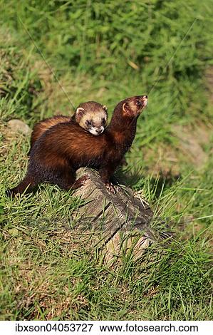 Europaische Iltisse (Mustela putorius), Paar, Sozialverhalten, Surrey, England, Grossbritannien, Europa View Large Photo Image Stock Photo - Europaische Iltisse (Mustela putorius), Paar, Sozialverhalten, Surrey, England, Grossbritannien, Europa. Fotosearch