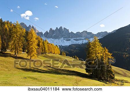 Europaische Larche (Larix decidua), Bergwald im Herbst, Geisler Spitzen, Geislergruppe, Naturpark Puez-Geisler, Dolomiten, Alpen, Villnoss, Villnossal, Sudtirol, Trentino-Sudtirol, Italien, Europa View Large Photo Image Picture - Europaische Larche (Larix decidua), Bergwald im Herbst, Geisler Spitzen, Geislergruppe, Naturpark Puez-Geisler, Dolomiten, Alpen, Villnoss, Villnossal, Sudtirol, Trentino-Sudtirol, Italien, Europa. Fotosearch
