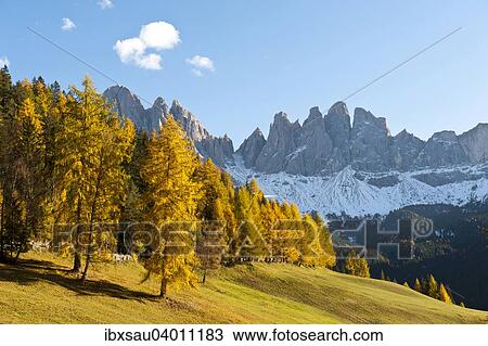 Stock Image - Europaische Larche (Larix decidua), Bergwald im Herbst, Geisler Spitzen, Geislergruppe, Naturpark Puez-Geisler, Dolomiten, Alpen, Villnoss, Villnossal, Sudtirol, Trentino-Sudtirol, Italien, Europa. Fotosearch
