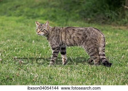 Europaische Wildkatze oder Waldkatze (Felis silvestris silvestris), adult, Surrey, England, Grossbritannien, Europa View Large Photo Image Picture - Europaische Wildkatze oder Waldkatze (Felis silvestris silvestris), adult, Surrey, England, Grossbritannien, Europa. Fotosearch