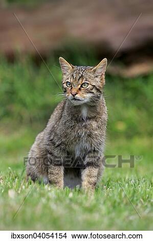Europaische Wildkatze oder Waldkatze (Felis silvestris silvestris), adult, Surrey, England, Grossbritannien, Europa View Large Photo Image Picture - Europaische Wildkatze oder Waldkatze (Felis silvestris silvestris), adult, Surrey, England, Grossbritannien, Europa. Fotosearch